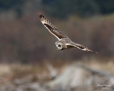3-22-08 m short-eared owl 9255.JPG