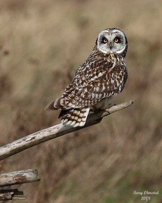 3-22-08 m short-eared owl 9299.JPG