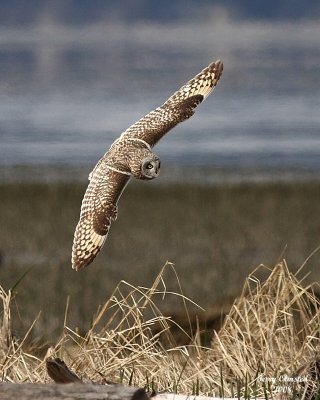 3-22-08 m short-eared owl 9305.jpg
