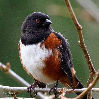 4-10-08 towhee_9719.JPG