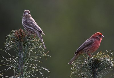 4-20-08 m and fm  house finch_9875.JPG