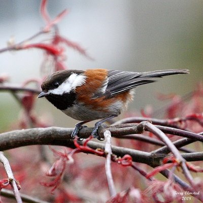 4-22-08 c-b chickadee_9902.jpg