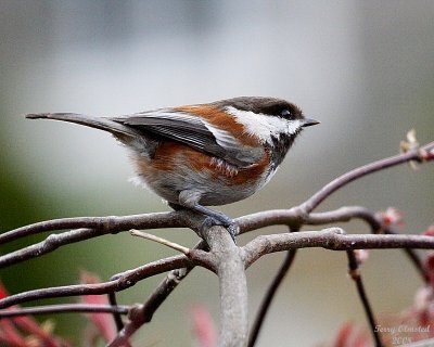 4-22-08 chestnut-backed chickadee_9913.jpg