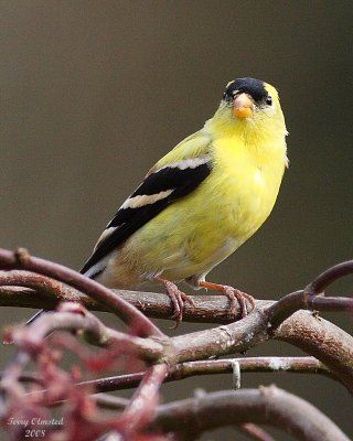 4-9-08 goldfinch_9693.jpg