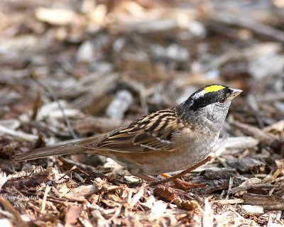 4-27-08 golden-crowned sparrow_0084.JPG