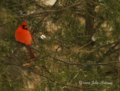 redbird.jpg