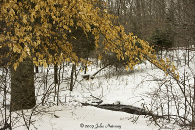 TN Snow Storm 1-28-2010