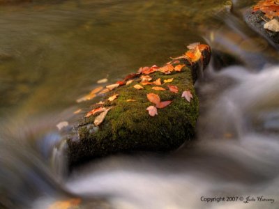 Leaves and Stream