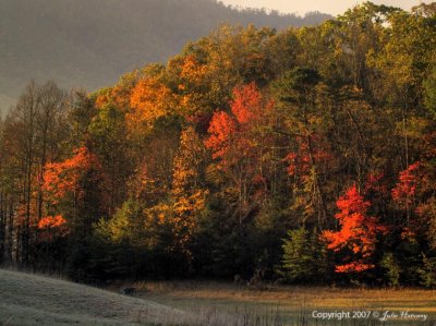 Cade's Cove Trees