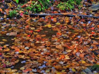 Leaves in the Water