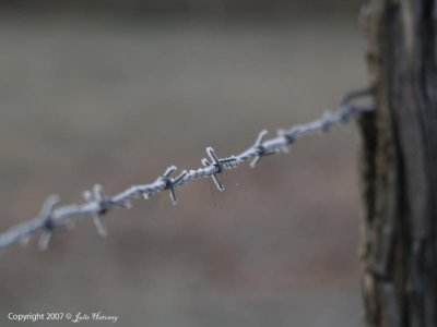 Frost in Cade's Cove