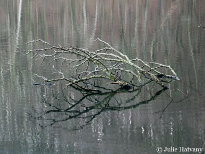 Branch in Radnor Lake