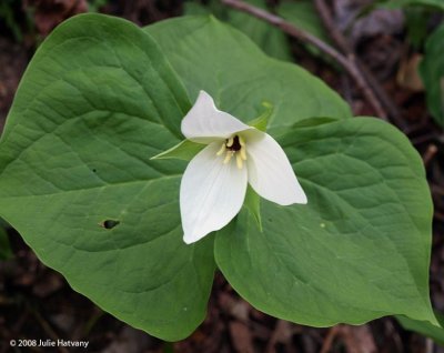 Trillium