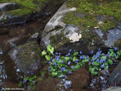 On The Edge of The Stream