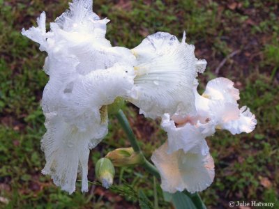 Two White Irises