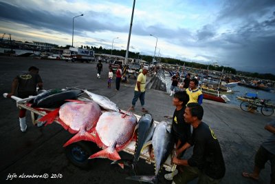 Fresh tuna catch in GenSan