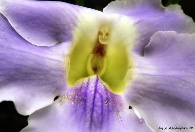 Little skeleton man in the flower