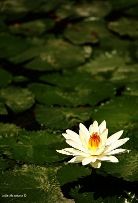 Lotus in Lake Sebu, South Cotabato