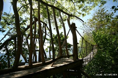 Swinging canopy walk