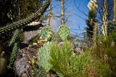 Mas Cacti (prickly pear, boojum tree, galloping cactus, etc)