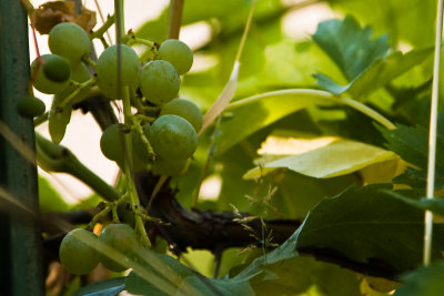 Grapes
