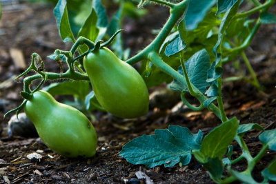 Green Tomatoes