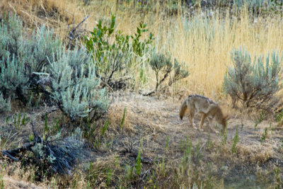 Coyotes B4 School