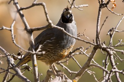 Curious Quail