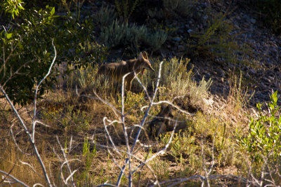 Two Coyotes, One Yawning, One on the Log