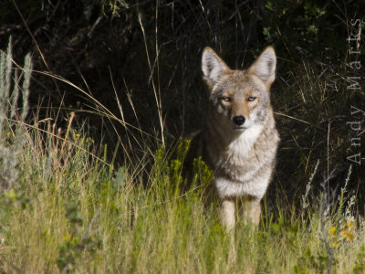 Canis Latrans, Bored Almost