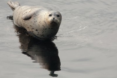 Waking seal