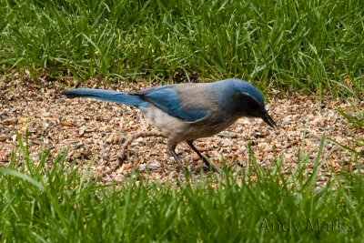 Shrub Jay (DSLR Remote Pro)