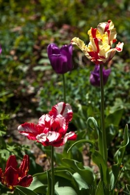 Tulip DOF test..