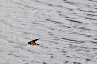 Swallow 2