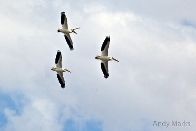 American White Pelicans over Spiral Jetty Area
