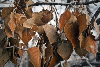 Cottonwood branch caught in the oaks.