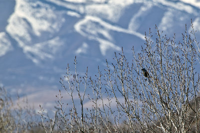 Shrub Jay w Oquirrh Mtns to West