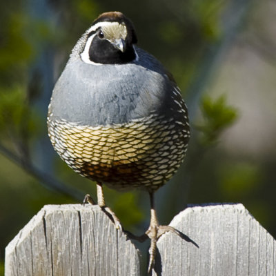 Male Quail