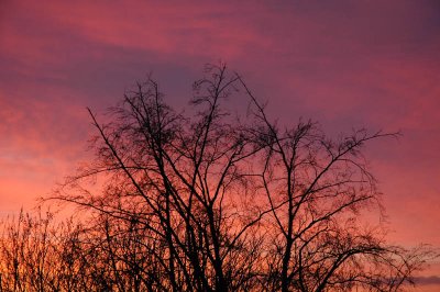 From my window this morning (December 9, 2007)