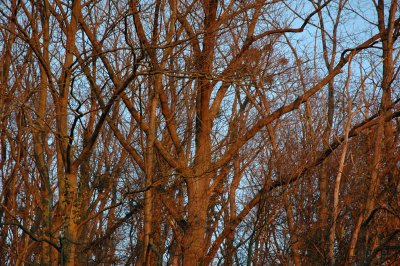 From my other window this morning (December 15, 2007)