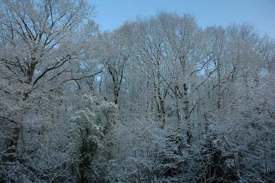 From my other window this morning (April 7, 2008)