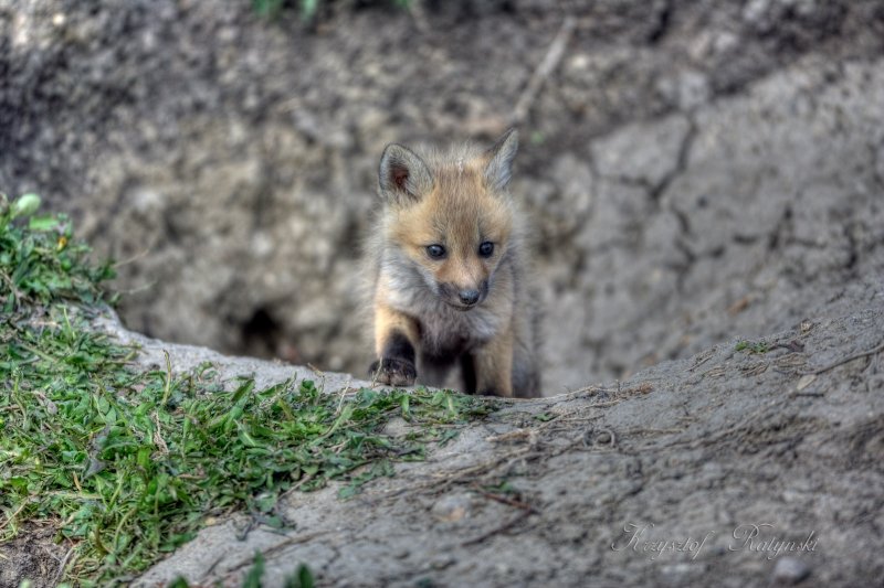 Red Fox kit