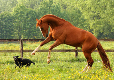 Jack playing with the horses!