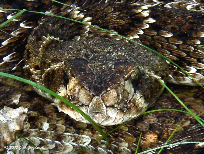 Western Diamondback (Crotalus atrox)