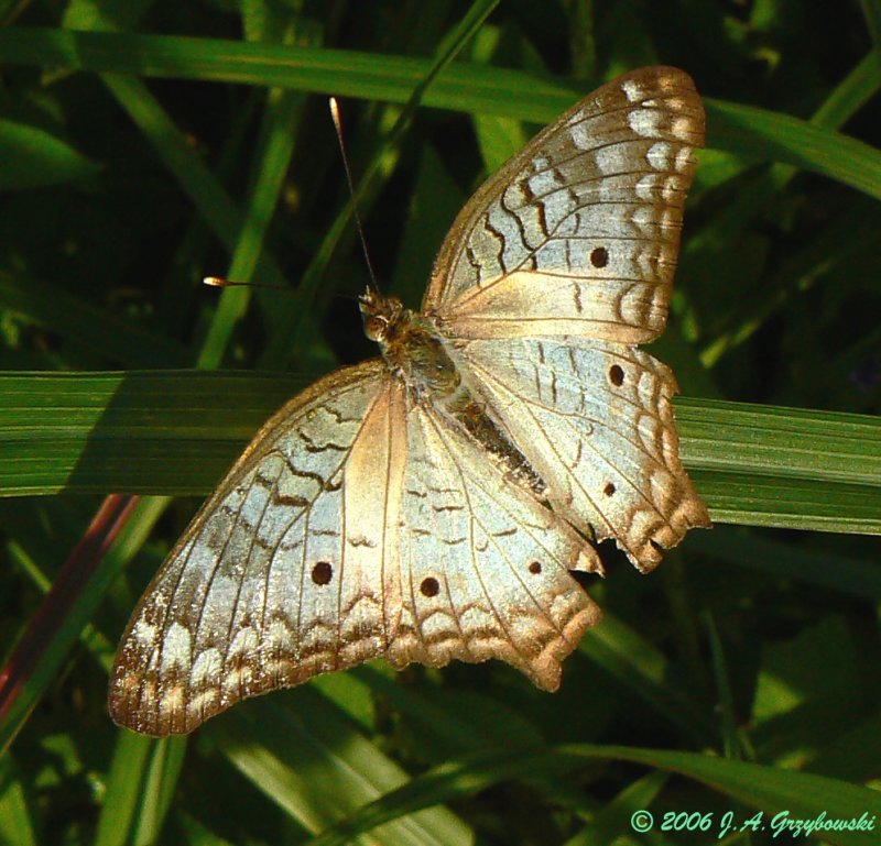 White Peacock (Anartia jatrophae)