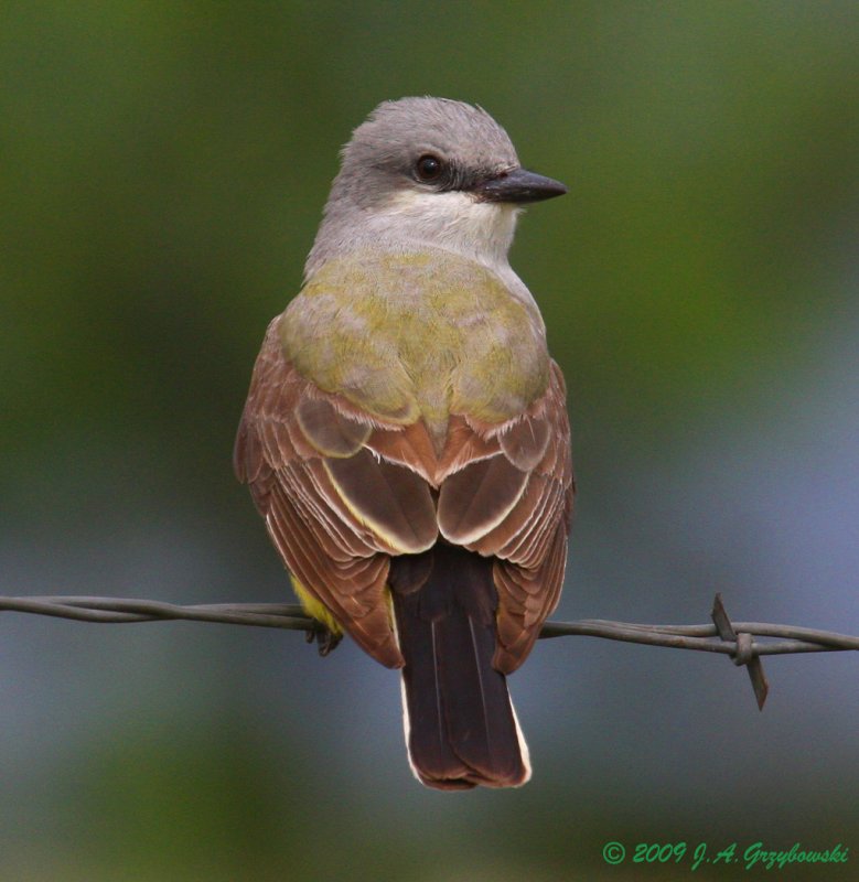 Western Kingbird