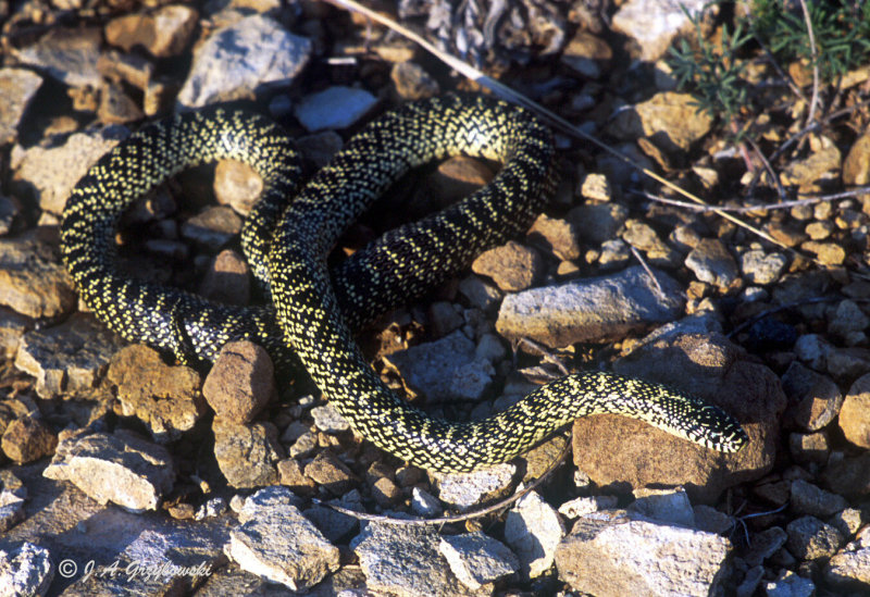 Speckled/Desert Kingsnake (Lampropeltis getula)