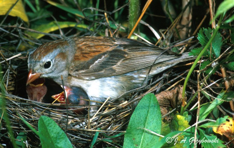 Field Sparrow