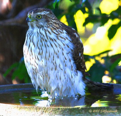 Coopers Hawk at waterbath