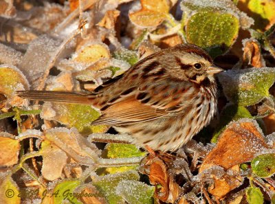 Song Sparrow on frosty AM